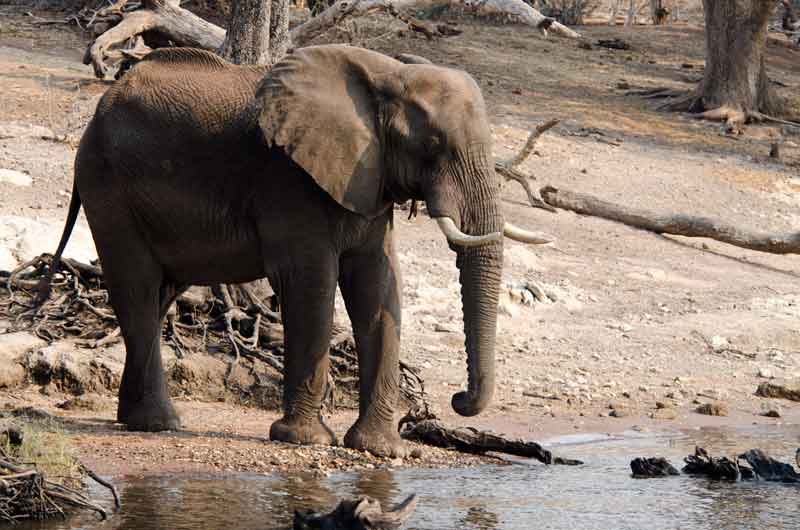 15 - Botswana - elefante - parque nacional de Chobe